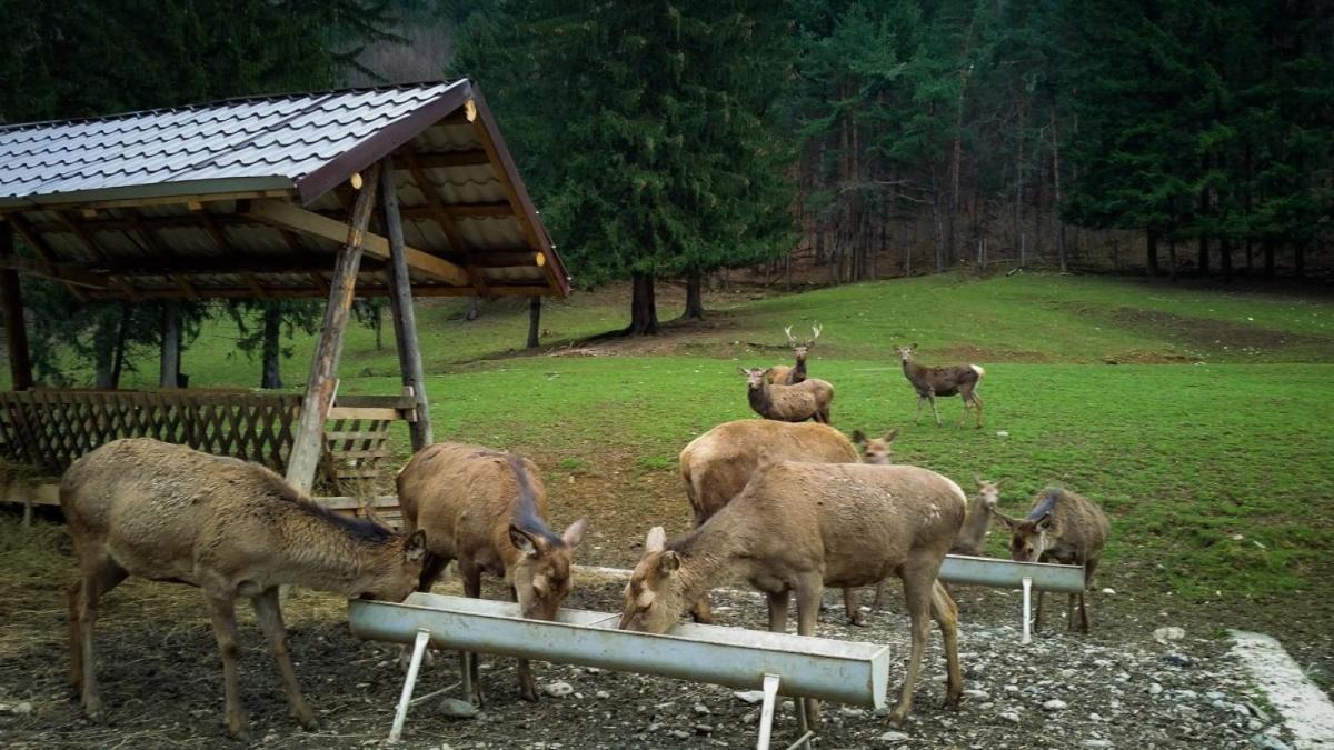 Evergreen Chalet Avrig Luaran gambar